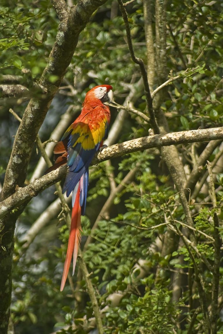 Lapa Roja (Scarlet Macaw) en el Parque Nacional Carara